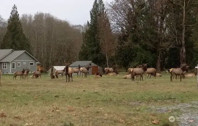 ELK! Across the driveway from Lot 10. They roam the 40 acres Skagit Land Trust Land which abuts lot 10.