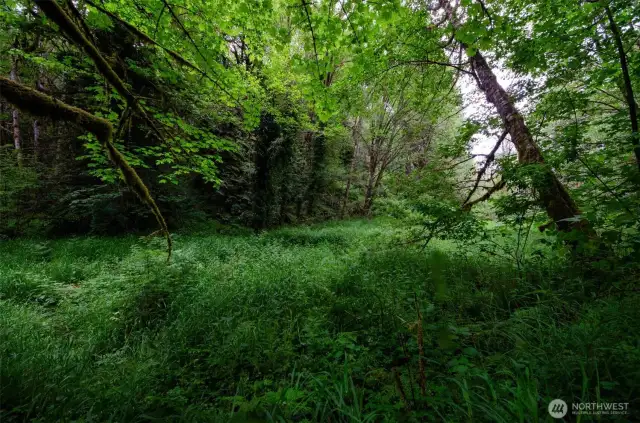Wooded walk