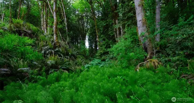 Forested