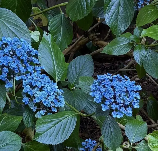 Hydrangea in back