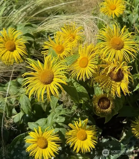 Common Fleabane