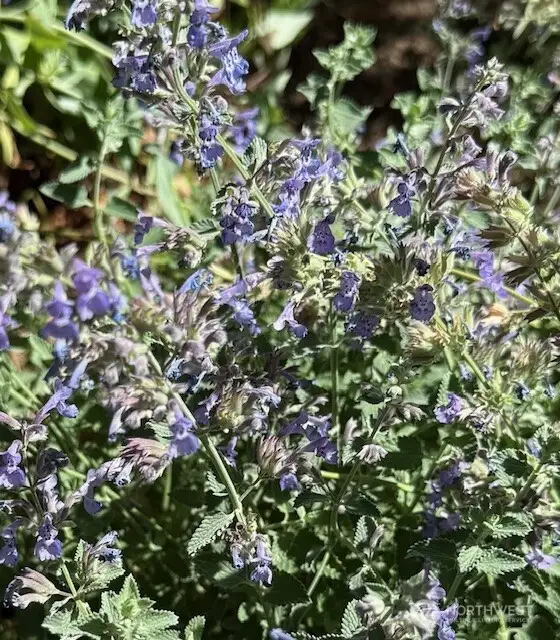 Catmint