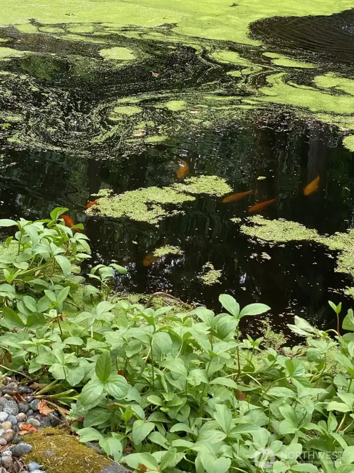 Koi Fish in pond