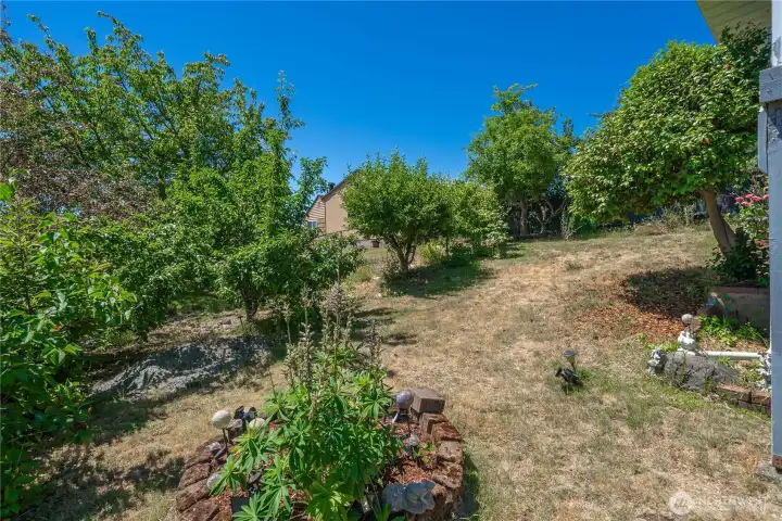 Mature Fruit Trees Mature Fruit Trees
