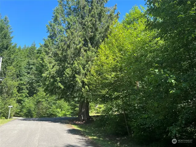 Mature cedar at corner of Ridge Ln and Summit Dr