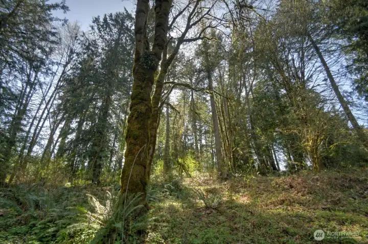 Majestic evergreen trees