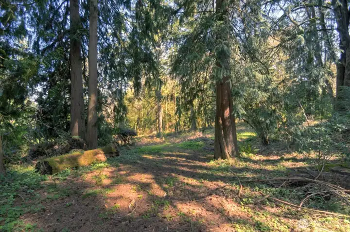 Photo of upper center of lot