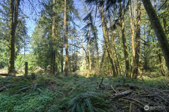 Partial view of Holiday Valley through the trees