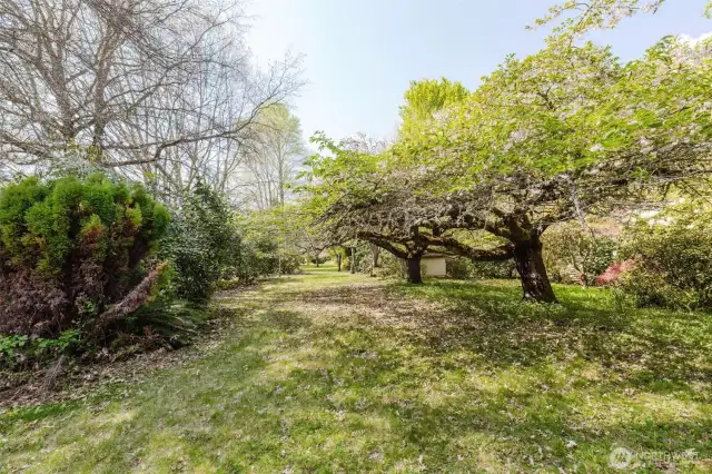 Let's call this oak alley! Although not oak trees, they are beautiful and stately as their namesake!
