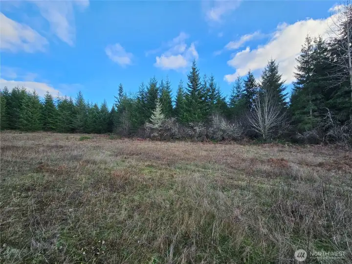 Through these trees is the view. Lots of evidence of deer traveling through this lot.