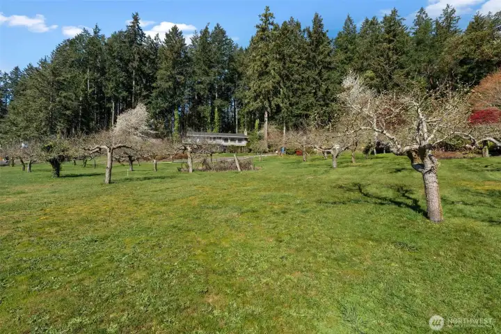 Apple trees, pear trees, and ample garden space will bring out the farmer in you.`There's even room for chickens for farm fresh eggs. Apple trees, pear trees, and ample garden space will bring out the farmer in you.`There's even room for chickens for farm fresh eggs.