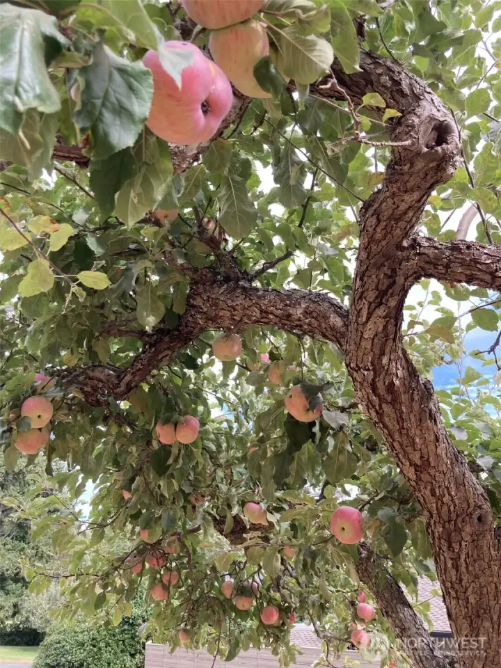 Imagine the apple cider and pies you will make with the harvest from your private orchard. Fall will soon become your favorite season. Imagine the apple cider and pies you will make with the harvest from your private orchard. Fall will soon become your favorite season.