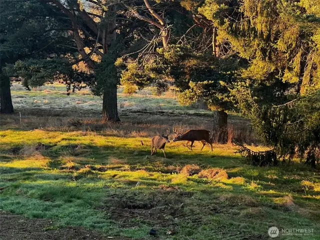Our local deer are so captivating to watch!