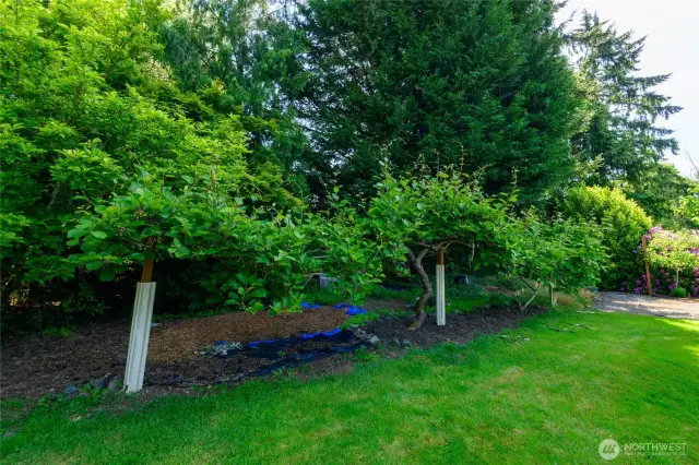 Kiwi!!! Look at this arbor! Whether you’re a seasoned green thumb or simply love fresh, homegrown produce, this lush and fruitful retreat will steal your heart (and fill your baskets)!
