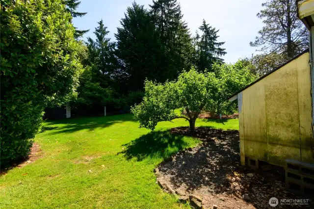 Fruit trees galore! Cherry, Asian Pear, Apple, Kiwi-front and back, blueberries, raspberries and even Honeyberries, known for their super food status!