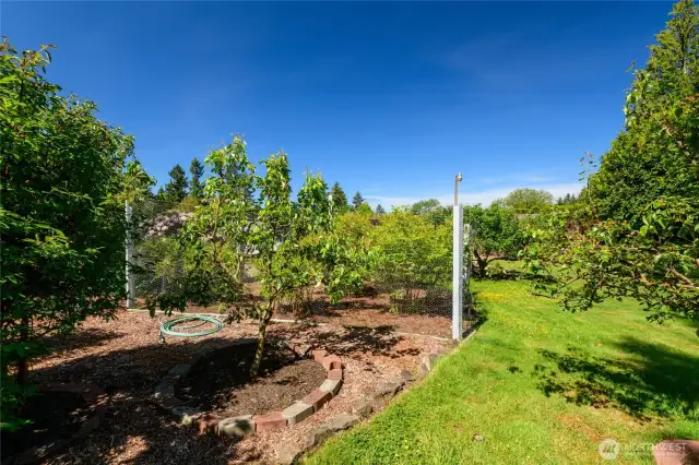 Giant blueberry bushes! Check out the quantity of berries setting on.