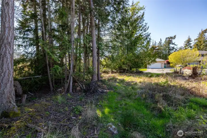 Just a couple large trees