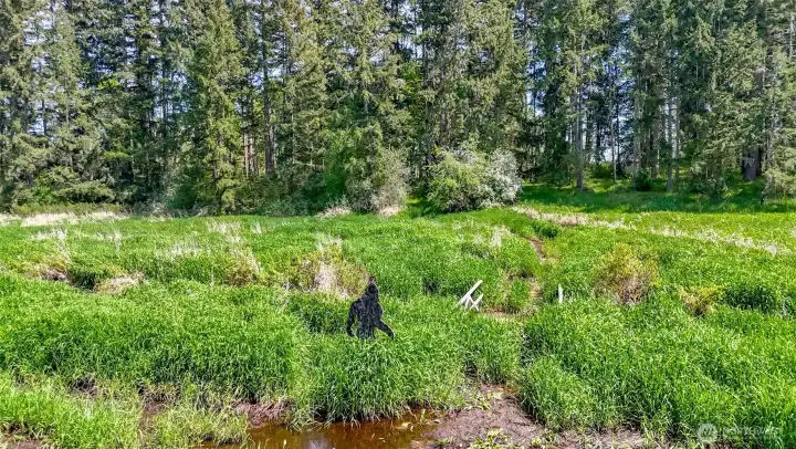 It can get a little Squatchy out here!
