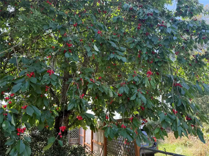 Cherry tree