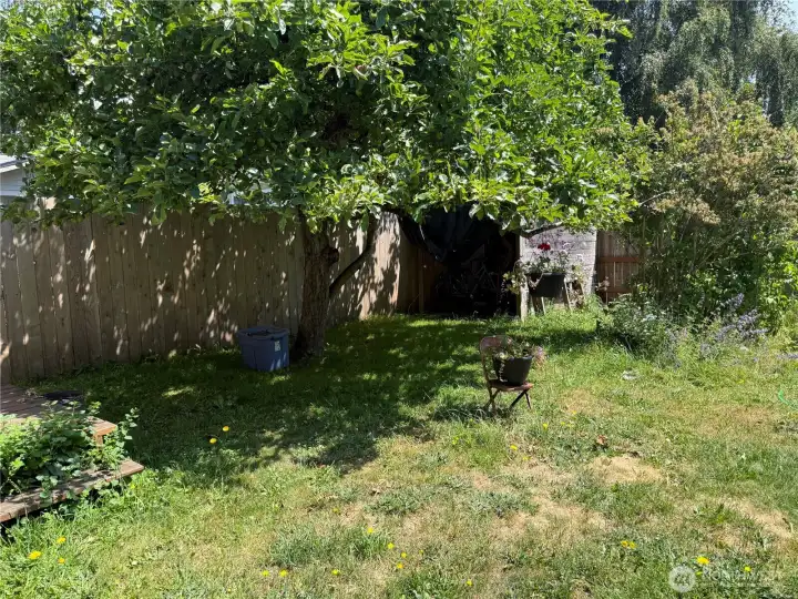 Apple tree