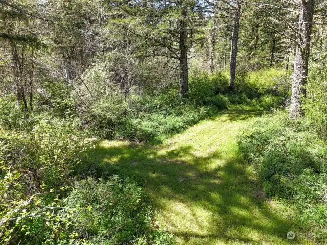 Old Driveway makes a nice clear walking trail.