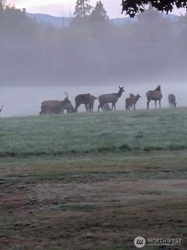 The Elk love it too!
