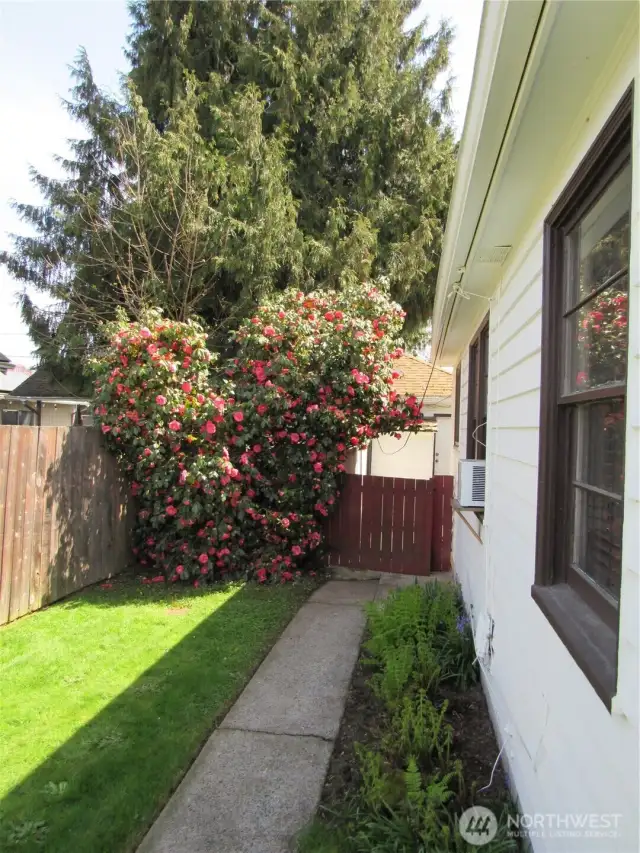 North Side to back yard