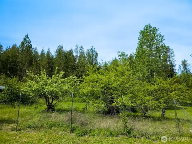 Mature Fruit Trees