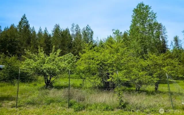 Orchard