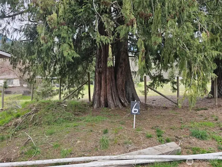 Additional tent site by the majestic old cedar tree.
