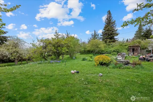 Backyard