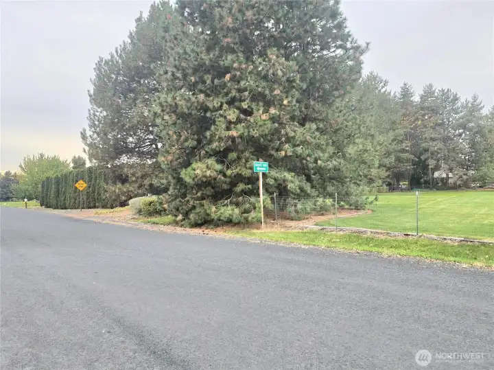 Tree lined streets coming in to Diamond Point neighborhood