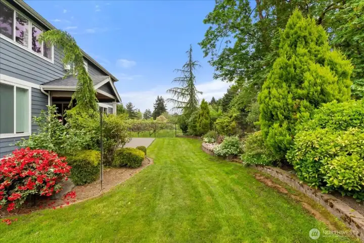 More backyard views.
