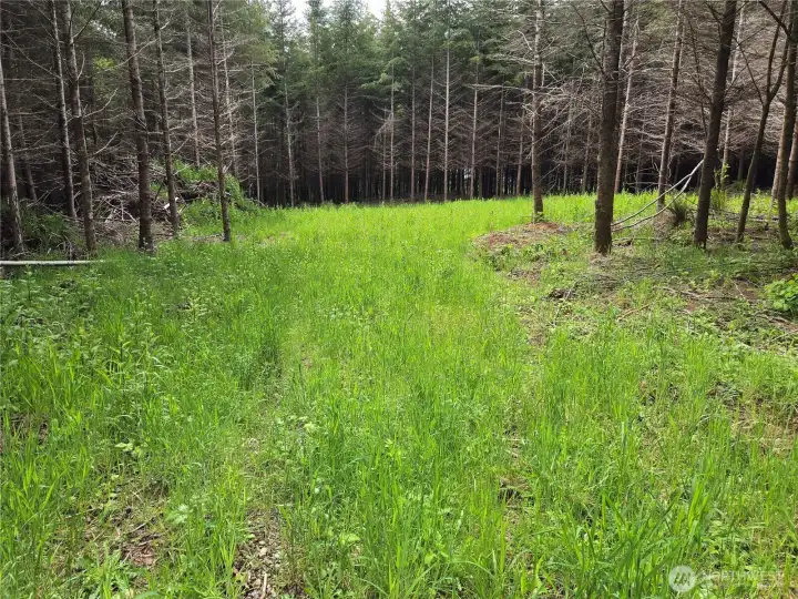 Clearing for potential build site