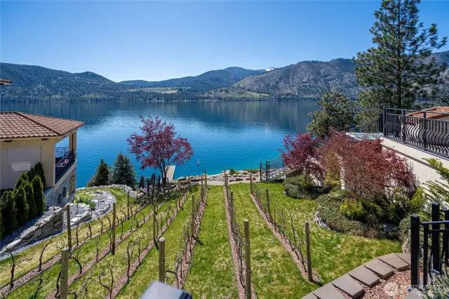Private Vineyard