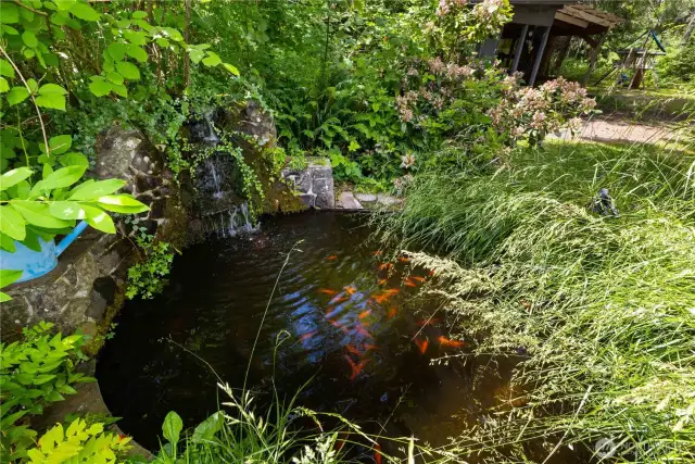 Koi pond