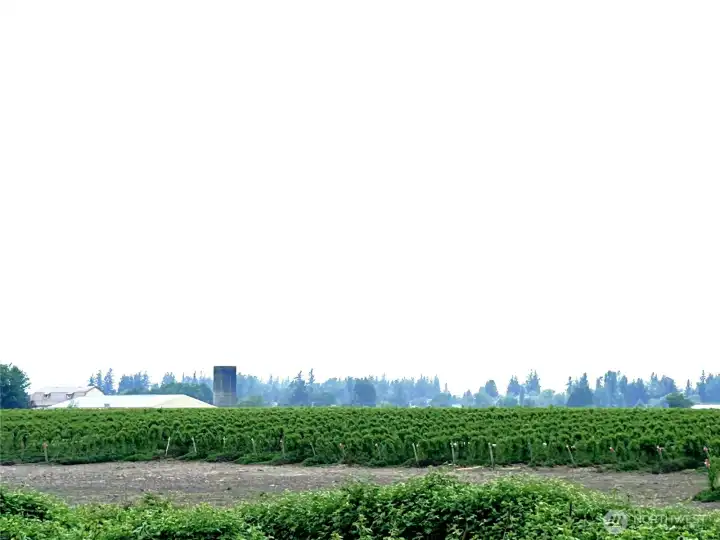 55 Acres of Meeker Raspberries.  Additonal 16 acres that can be planted for seasonal crop. Total of 75.048 acres