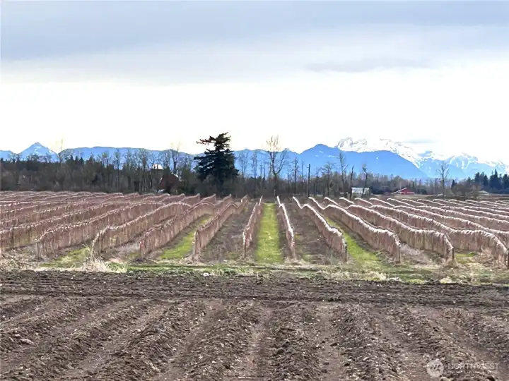 75.48 acres with 55 acres in Meeker Raspberries