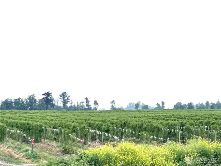 Meeker Raspberries