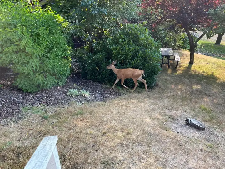 Deer, eagle and Orca also enjoy the serene PNW beauty this property encompasses. Deer, eagle and Orca also enjoy the serene PNW beauty this property encompasses.