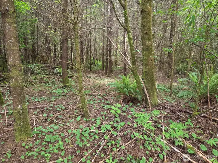 13 Beaver Hill thinned out underbrush 13 Beaver Hill thinned out underbrush