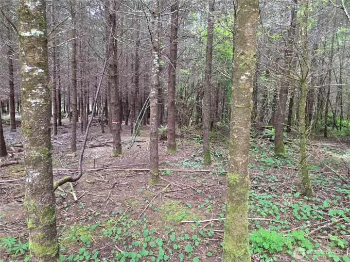 7 & 13 Beaver Hill property line 7 & 13 Beaver Hill property line