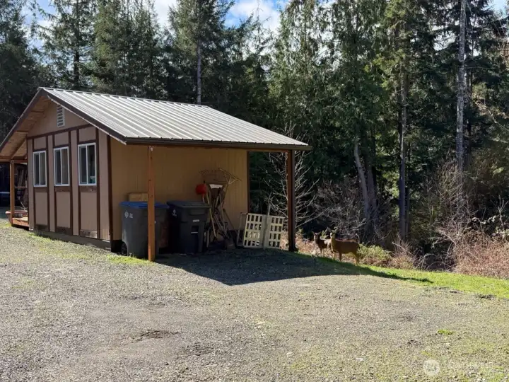 Back of the shed, two surprise visitors!