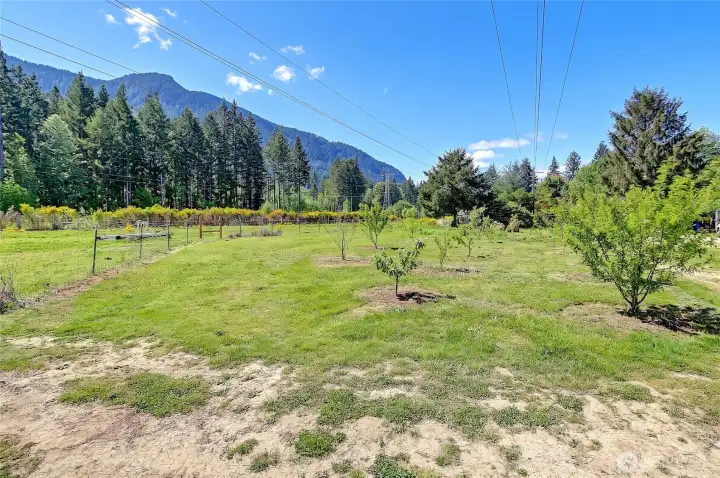 Orchard with many varieties of fruit trees