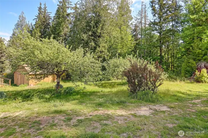 Front yard, fruit trees