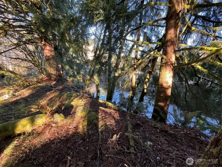 Salmon Creek running along property border