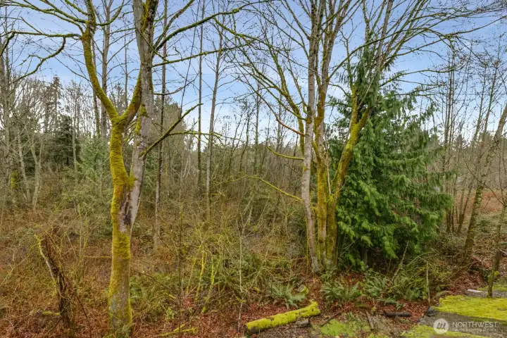 Backyard backing to protected green space with mature trees.