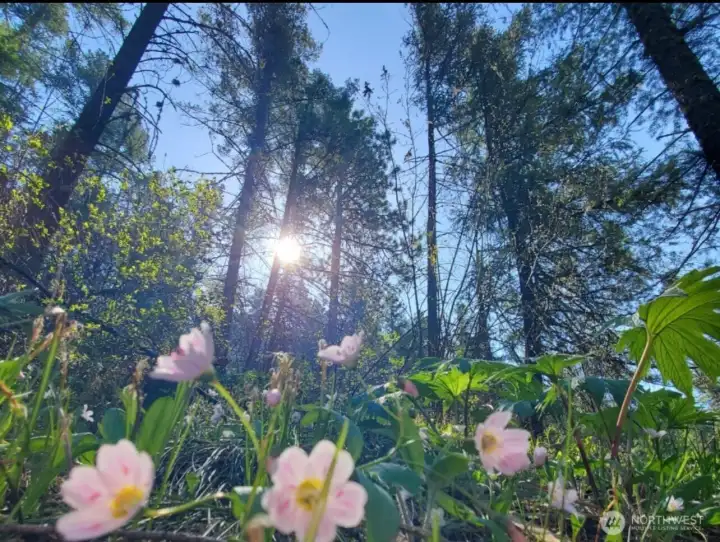 5.27 Acres of Solitude & Serenity