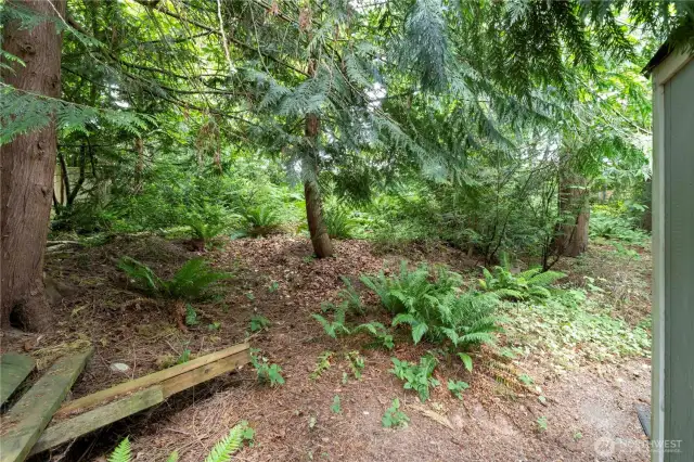 Wooded area behind shop