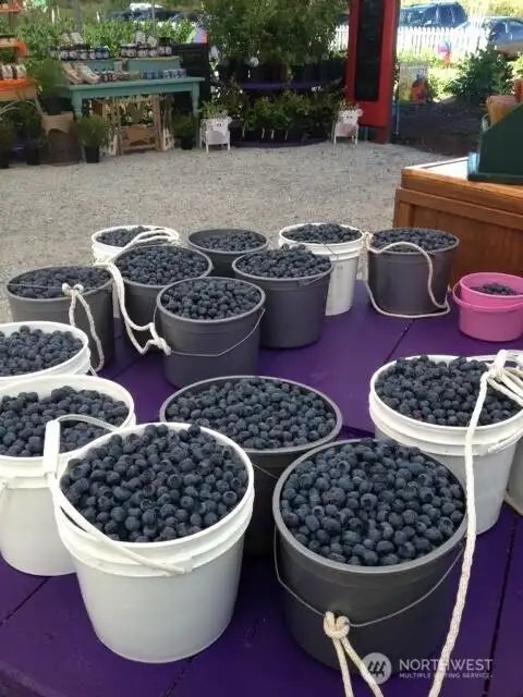 U-Pick blueberries along w/pick blueberries to grab & go.